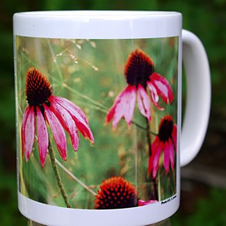 mug DS-071 Echinacea purpurea 7109.jpg